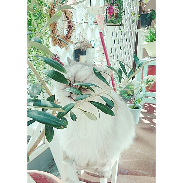 marikoさんの実例写真