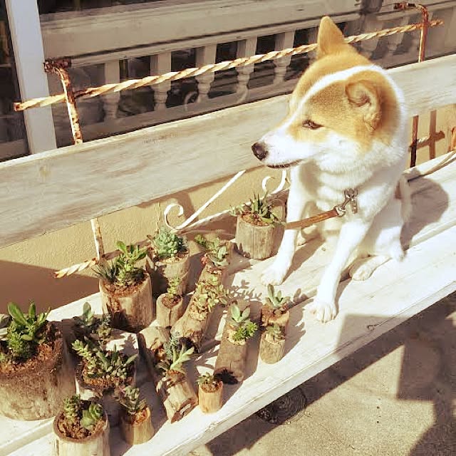 tsuyopipさんの実例写真