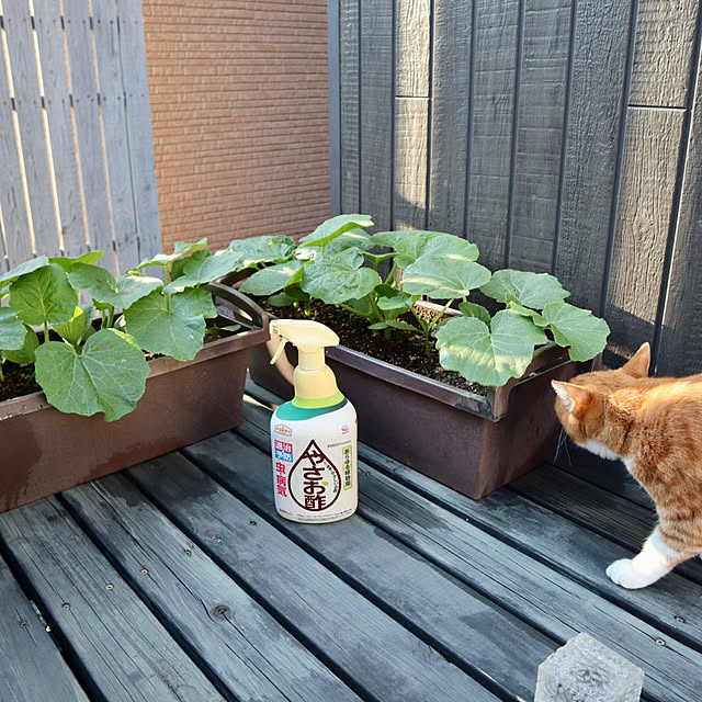 myuuさんの実例写真