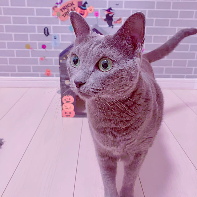 snoopyさんの実例写真