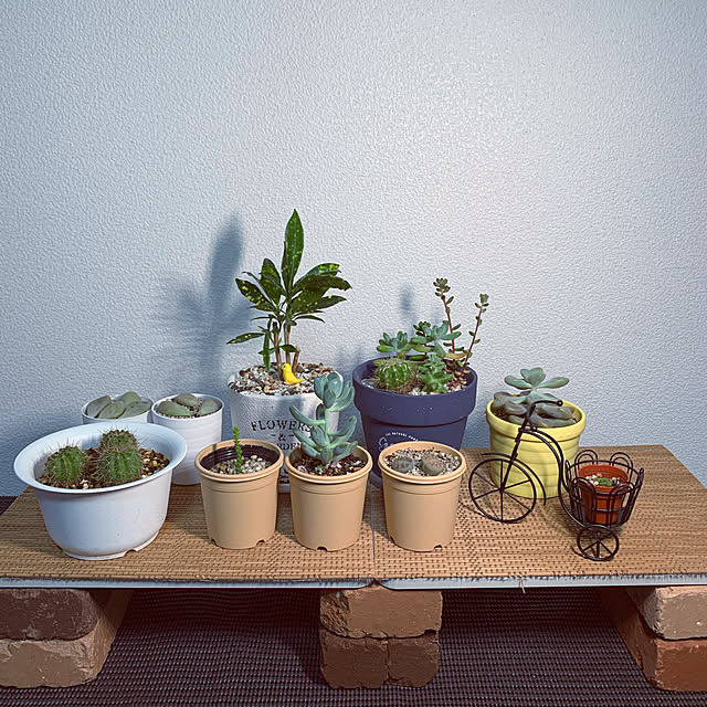 100均/北欧/観葉植物/多肉植物/棚のインテリア実例 - 2020-11-19 21:12:13