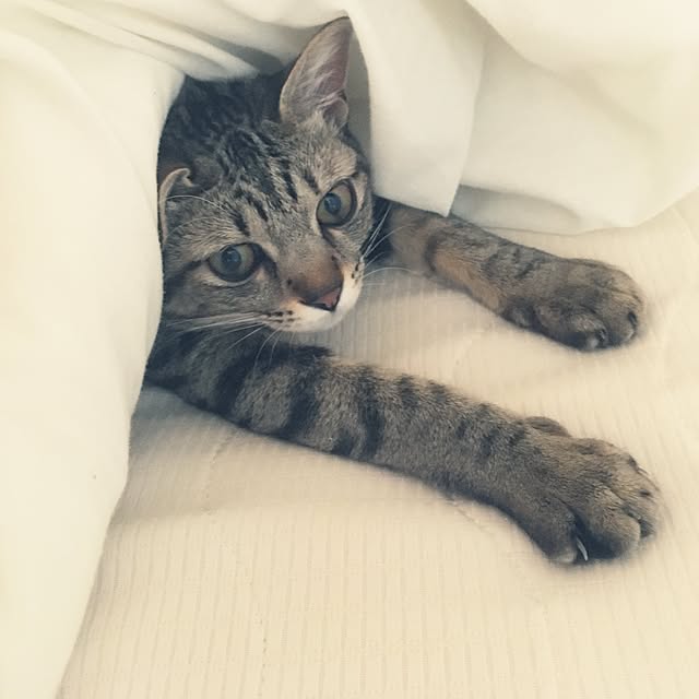 sayasさんの実例写真
