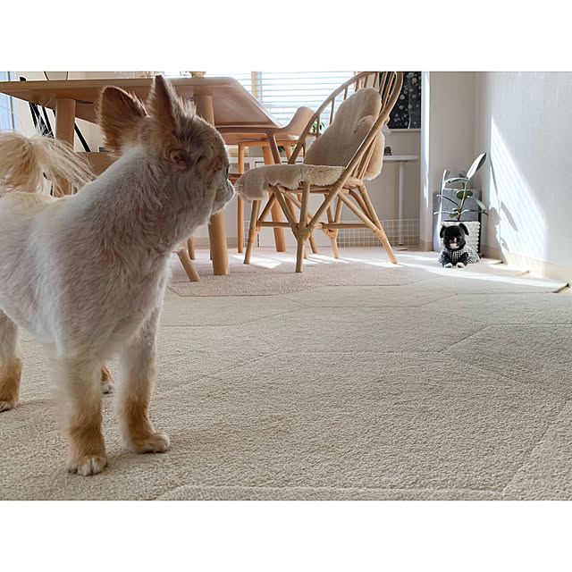haruhinaさんの実例写真