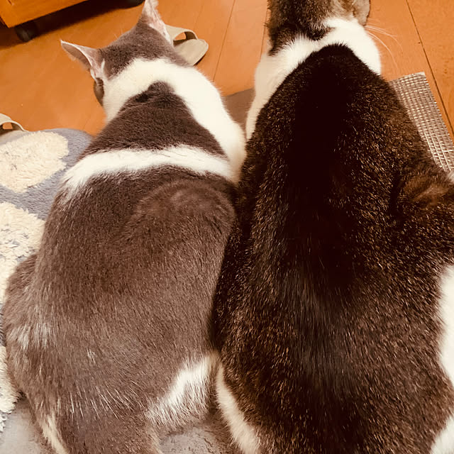 tekocyanさんの部屋