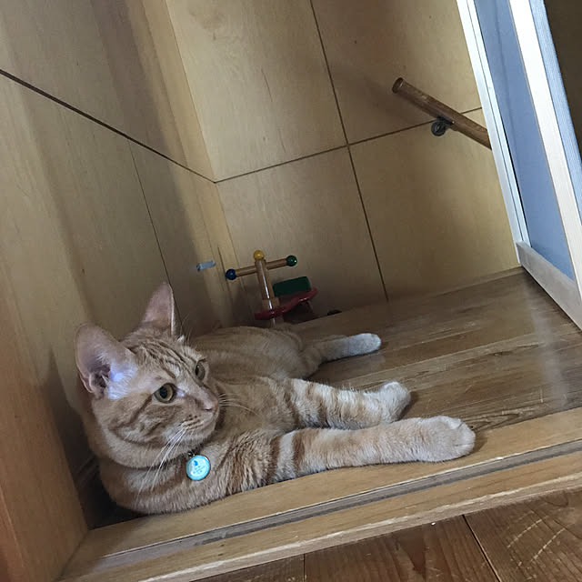 misamisa1113さんの実例写真