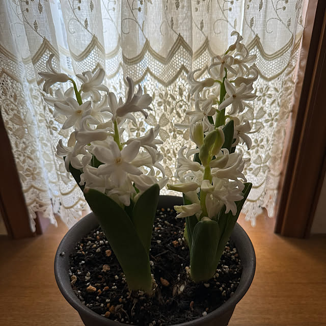 mamizaさんの実例写真