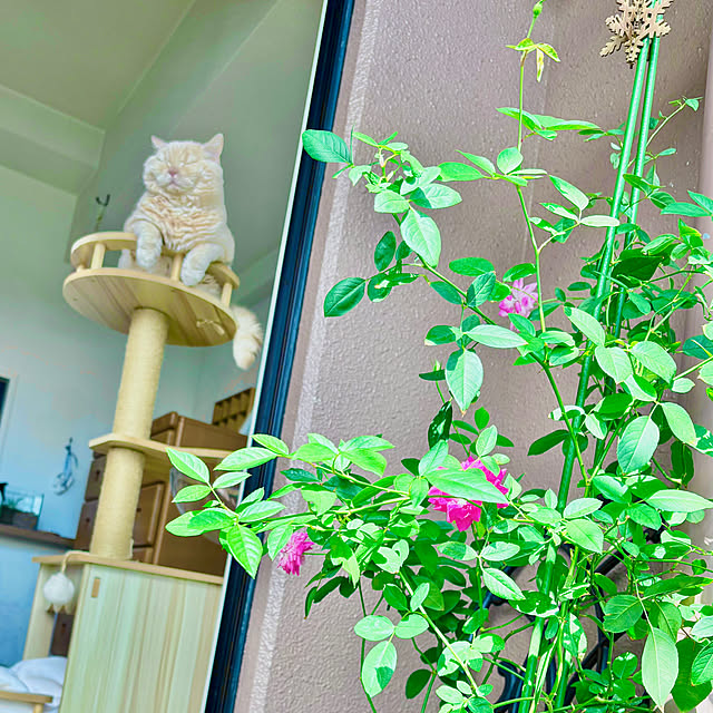 naokoさんの部屋