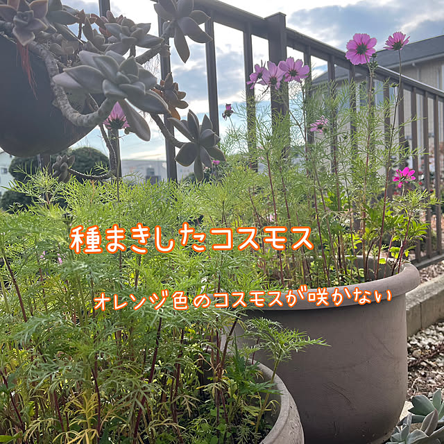 mayuyuさんの実例写真