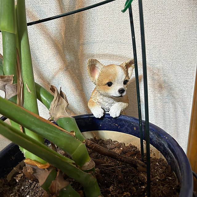 chIoeさんの部屋