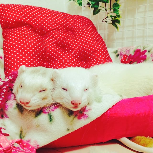 simaさんの実例写真