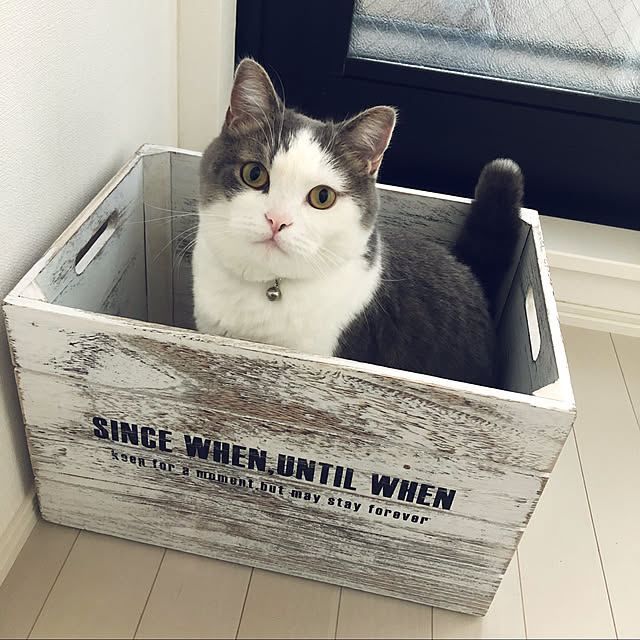 ねこのいる風景/ねこのいる日常/ねこと暮らす。/ねこのいる暮らし/部屋全体のインテリア実例 - 2020-02-11 17:03:20