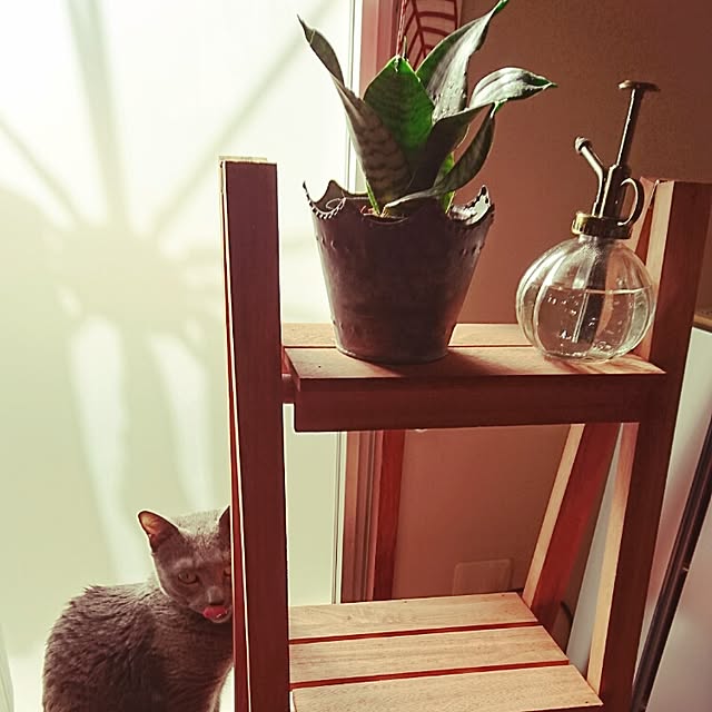 Mikiさんの実例写真