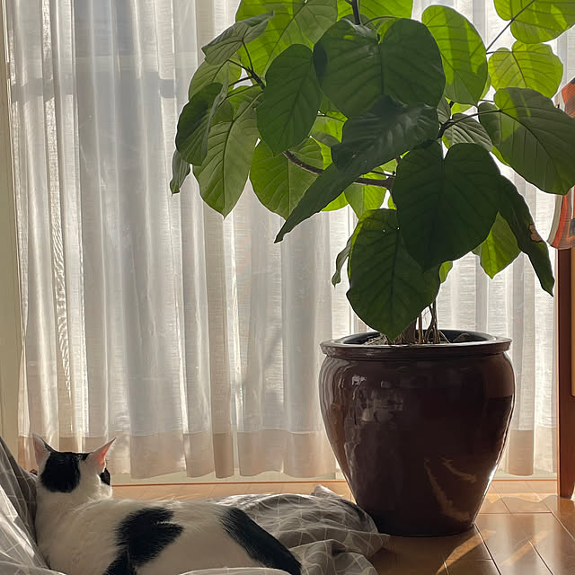 nobikoさんのお部屋の写真