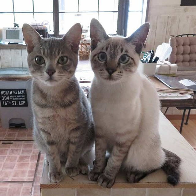 jennyさんの実例写真