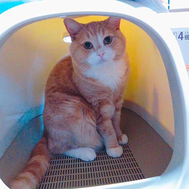 cocoroさんの実例写真