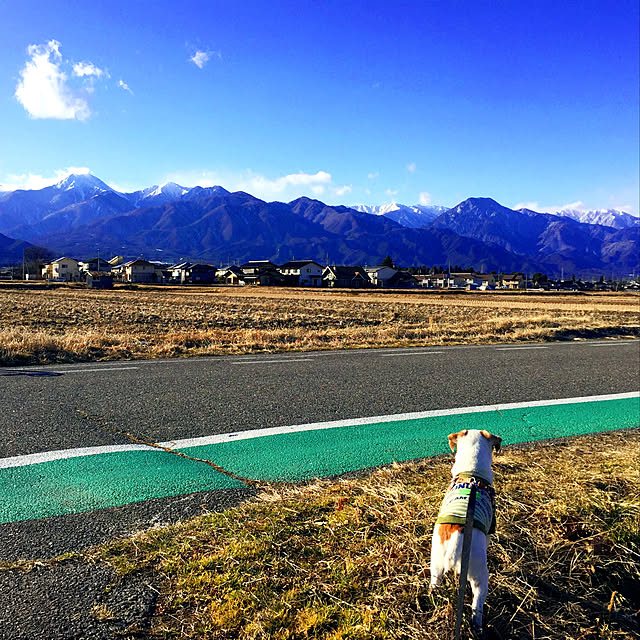 実例写真