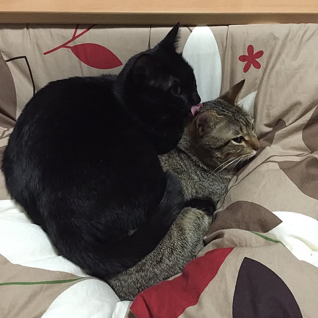 yuki0511さんの実例写真