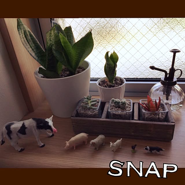 玄関/入り口/フィギュア/観葉植物/多肉植物/ナチュラルのインテリア実例 - 2015-05-01 12:43:39
