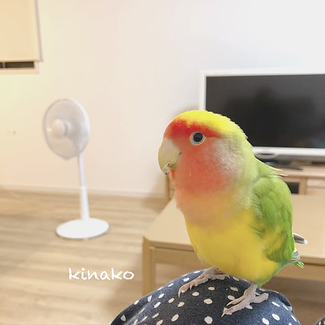 kinaさんの実例写真