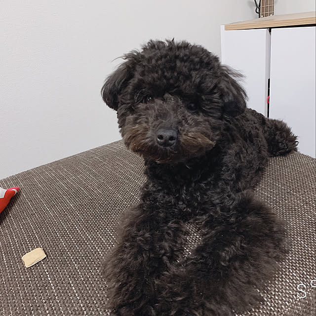 mintochanmamaさんの実例写真