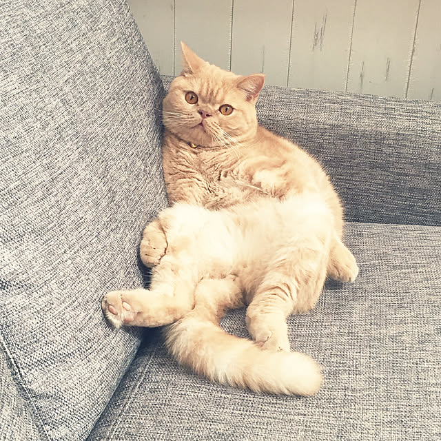 cocoさんの実例写真
