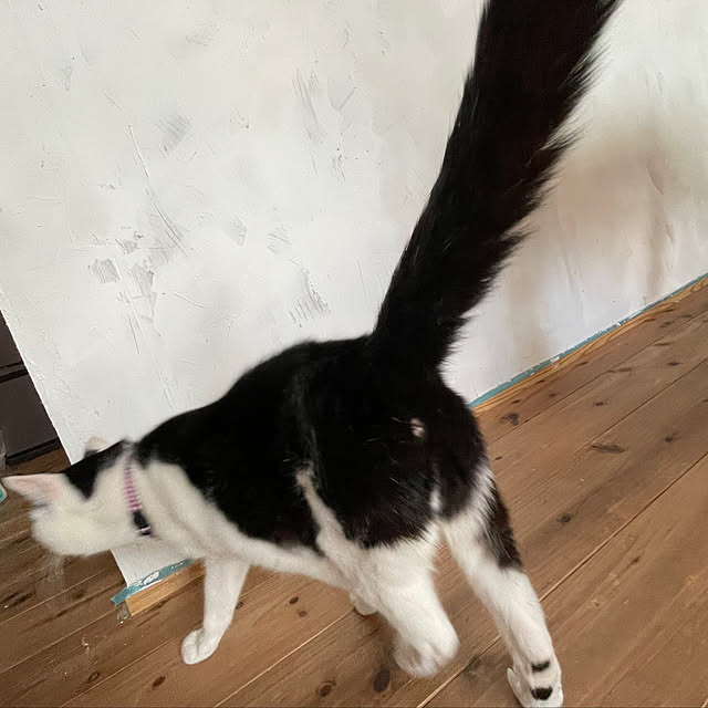 nekosamaさんの実例写真