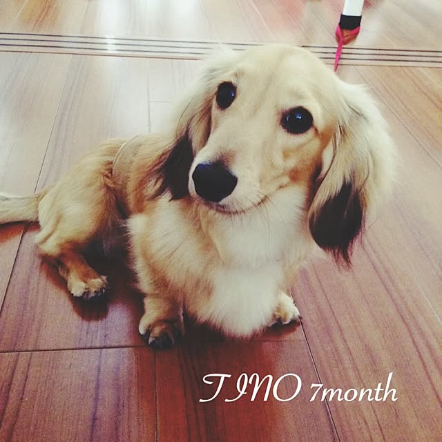 chocolateさんの実例写真