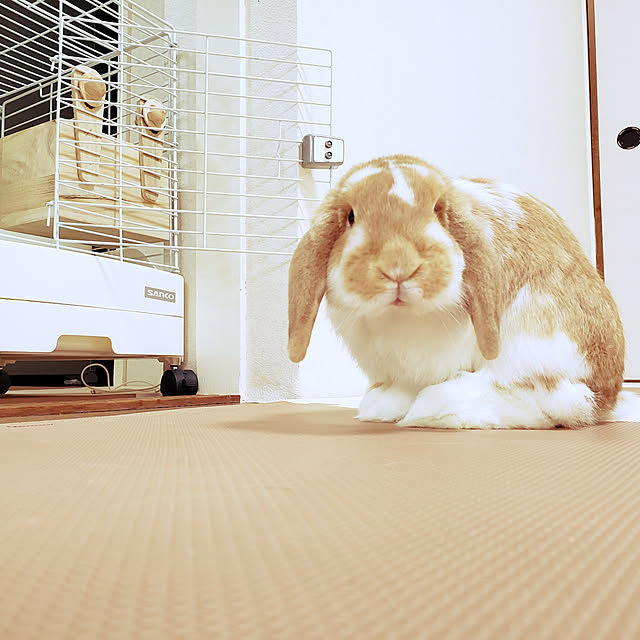m_geneさんの実例写真