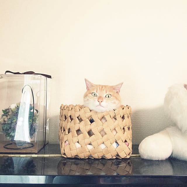 kokemoさんの実例写真