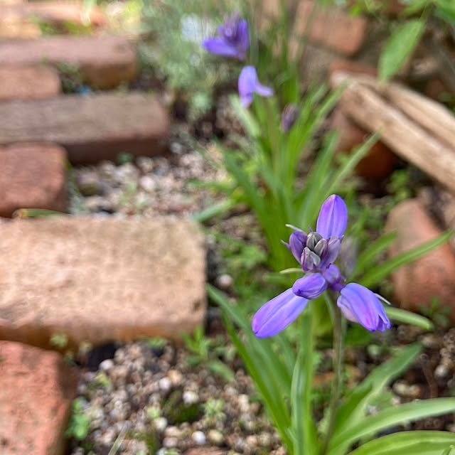 壁/天井/ガーデニングが好き/お花がある暮らし/４月の庭/庭仕事が好き...などのインテリア実例 - 2023-04-17 08:34:49