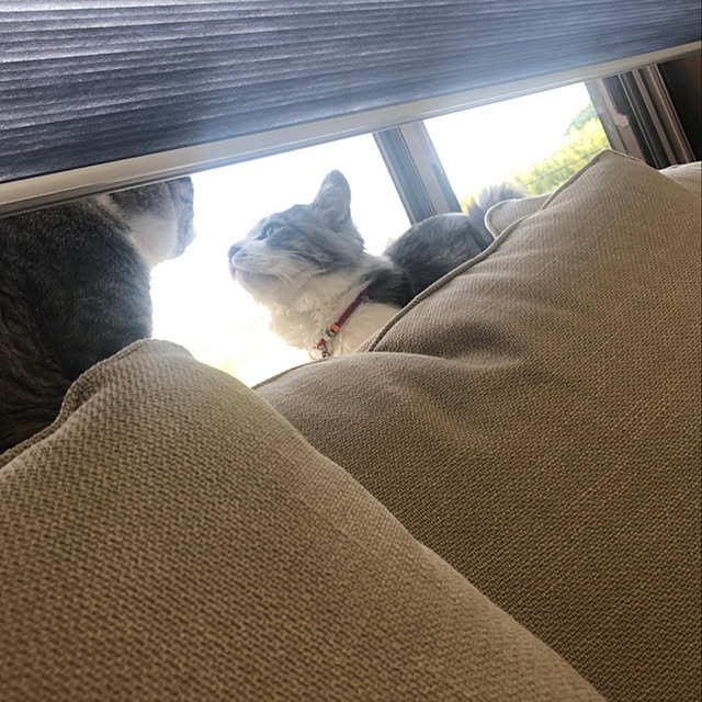 chocochyyさんの実例写真