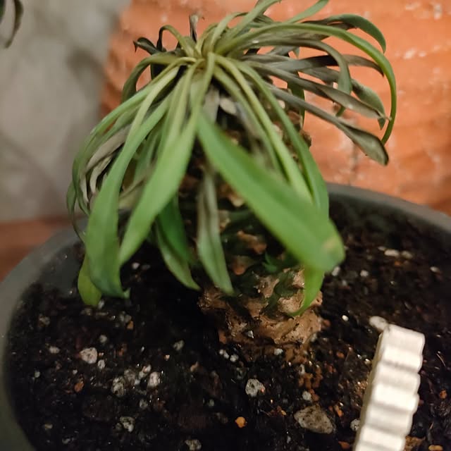 Yoko622さんの実例写真