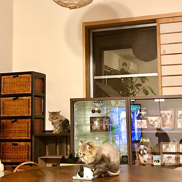 butachanさんの実例写真
