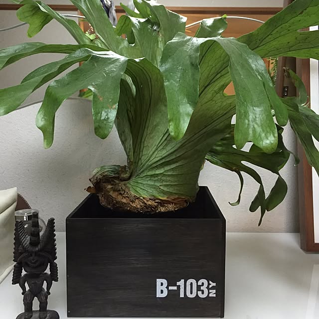 shinbaさんの実例写真
