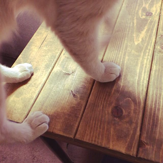 mikan161さんの実例写真