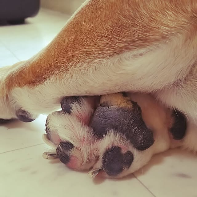 panchobiさんの実例写真