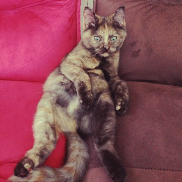yufullfullさんの実例写真