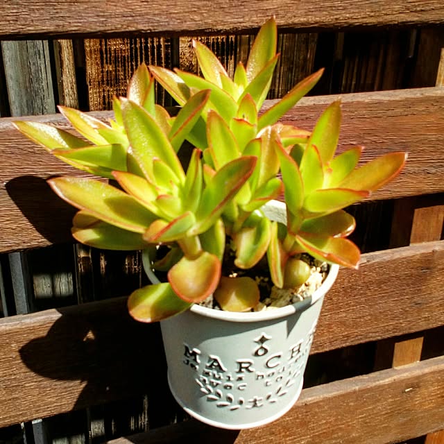 VERANDARJUNさんの実例写真