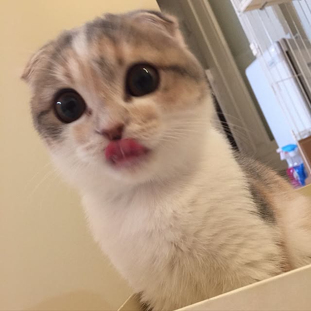 tityさんの実例写真