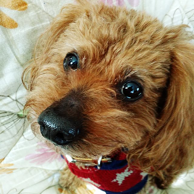 shoko0420さんの実例写真