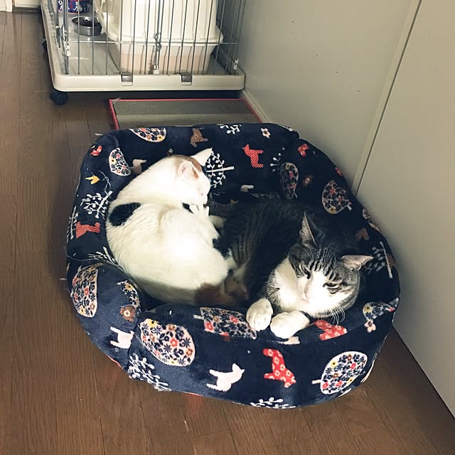 ichi.さんの実例写真