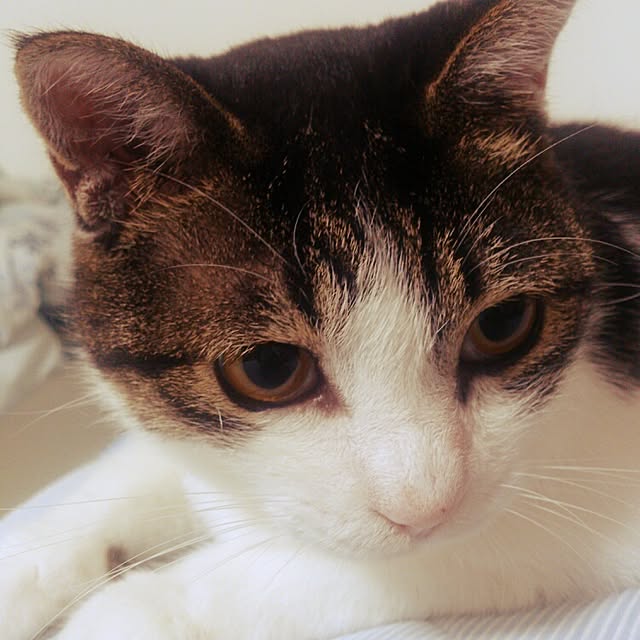 minkokoさんの実例写真