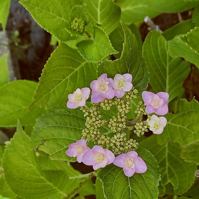 壁/天井/癒し/畑/紫陽花/お花のある暮らし...などのインテリア実例 - 2024-05-31 20:40:11