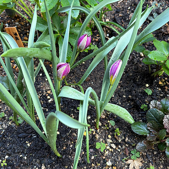 buchiさんのお部屋の写真
