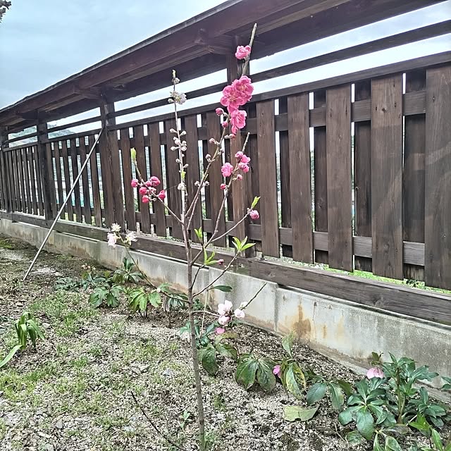 kuririnmamaさんの部屋