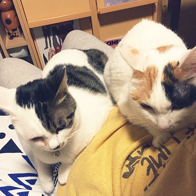 yocchiさんの実例写真