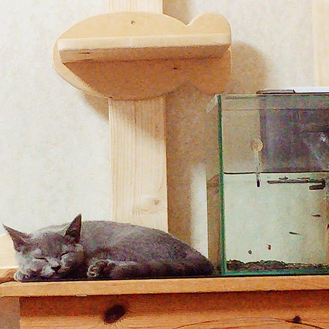 masaさんの実例写真
