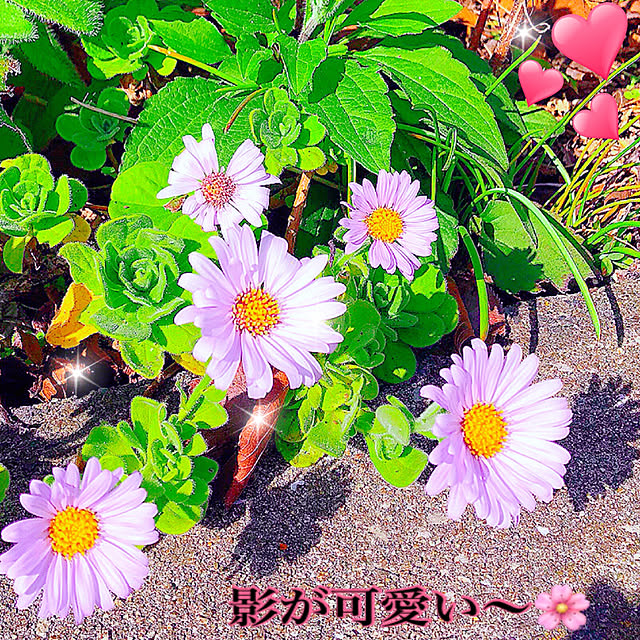 koyuriさんの実例写真