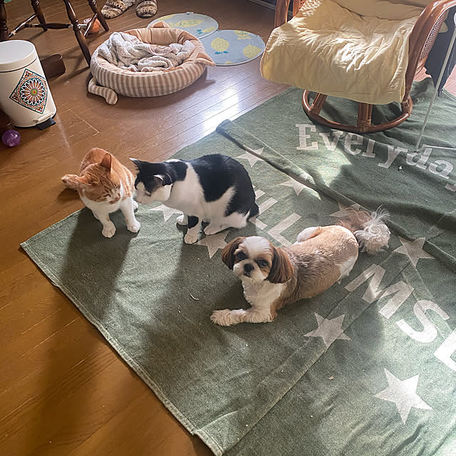 SHIHOさんの実例写真