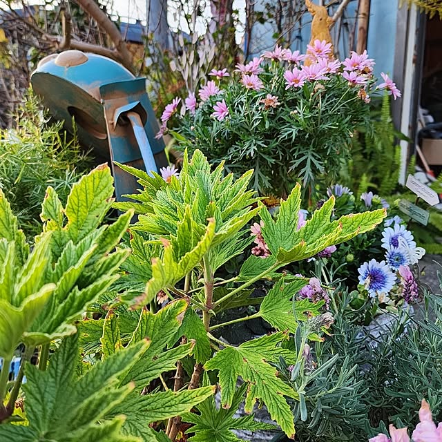 GreenHomeさんの部屋